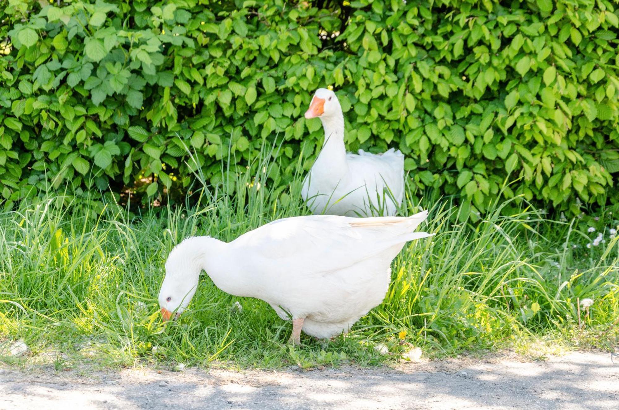 Ferienwohnung Landleben Hofgeismar Esterno foto